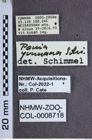 Etiketten zu Penia yunnana (NHMW-ZOO-COL-0008718)